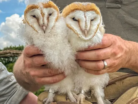 Barn Owl Chicks Receive BTO ID Rings in Conservation Effort at Fotherdale