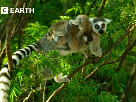 Ring-Tailed Lemurs Thrive in Madagascar Highlands by Foraging Together