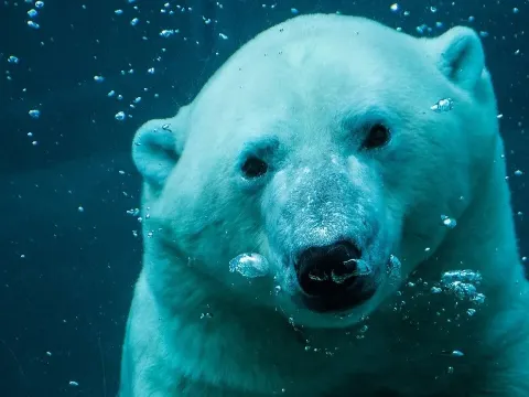 Polar Bears The Arctic's Largest Land Carnivores and Their Fight for Survival
