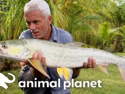 Fishing for the Wrong Monster in India: A Dangerous Quest for the Sarang