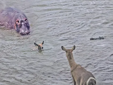 Hippo Saves Baby Antelope from Crocodile Attack
