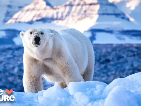 Polar Bears Face New Challenges as Arctic Sea Ice Disappears