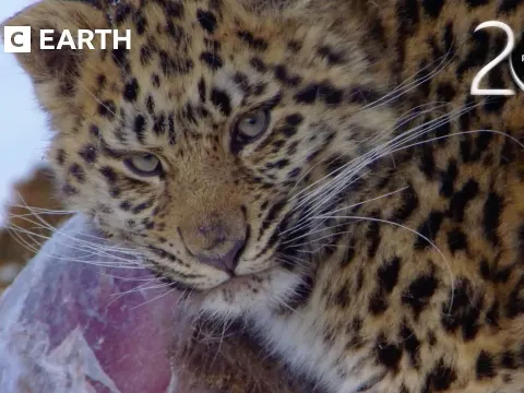 How the Amur Leopard Endures Harsh Winters: A Rare Cat's Struggle for Survival