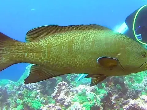 The Endangered Sailfin Grouper: A Top Reef Predator Facing Sperm Limitation