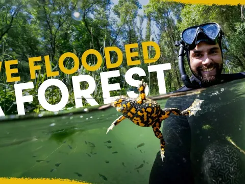 Flooding a Forest Four Years Ago Produced Astonishing Ecological Results
