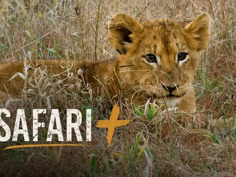 Wildlife Encounters in Sabi Sands and the Mara River