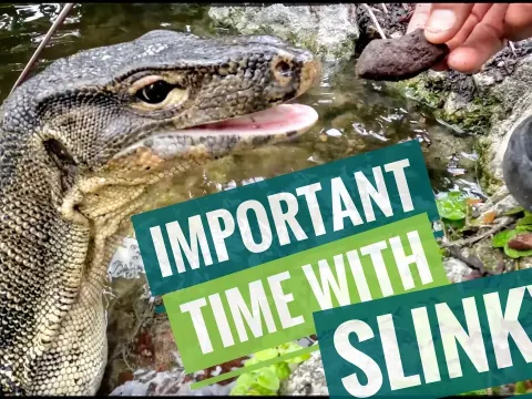 Caring for Aging Alligators and Tortoises at a Wildlife Sanctuary