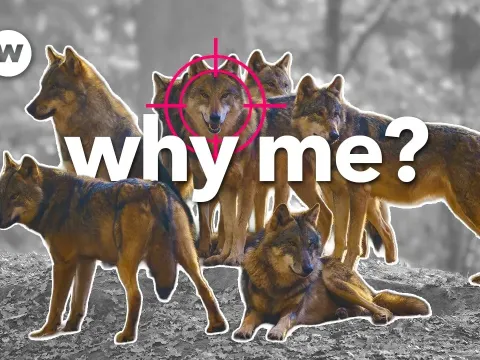 EU Votes to Relax Wolf Protection Laws Amid Rising Livestock Attacks