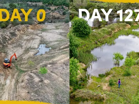 How a Rewilded Quarry Transformed Into a Thriving Wetland in Just Four Years