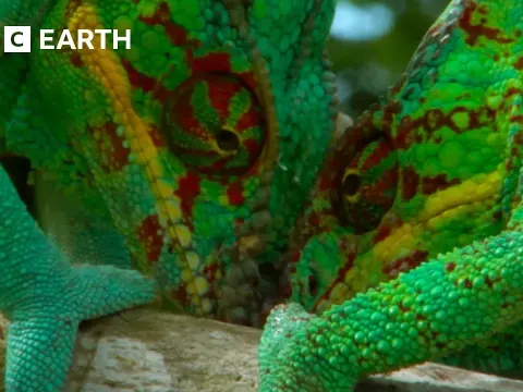 Panther Chameleons Fight for Dominance in Madagascar Treetops