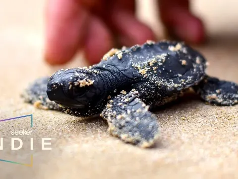 How Volunteers Protect Endangered Sea Turtles in Mexico