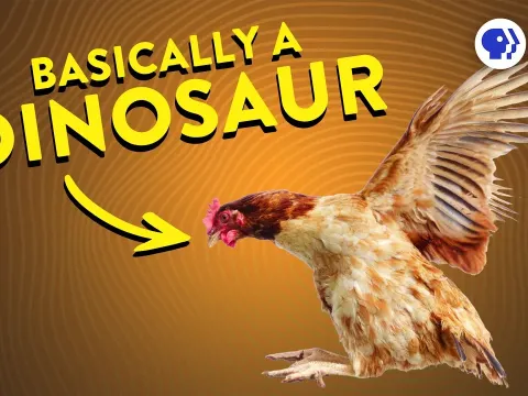 How Feathered Dinosaurs Accidentally Evolved Flight, Tested with Chickens