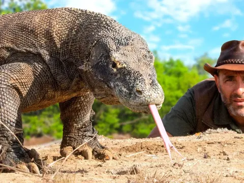 Face to Face with a Komodo Dragon in the Wild