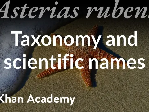 Fish Names and the Science Behind It