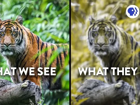 The Hidden Science of Animal Camouflage and How It Tricks Your Brain