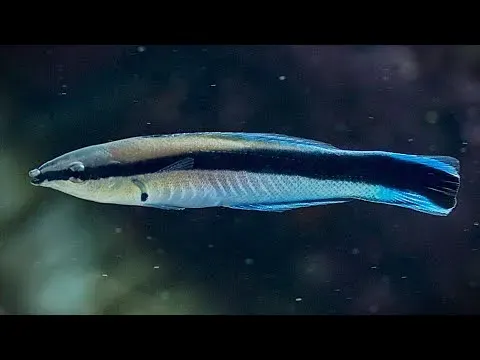 Bluestreak Cleaner Wrasse: The Doctor of the Sea and Its Vital Role in Reef Health
