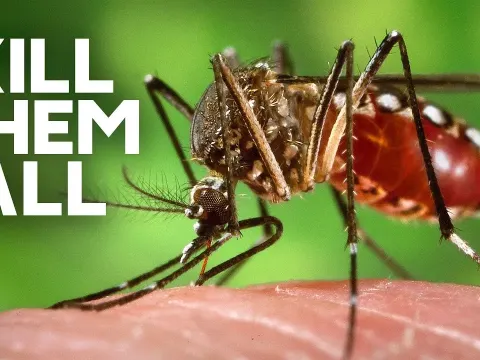 Releasing Infected Mosquitoes to Fight Disease A Scientific Breakthrough