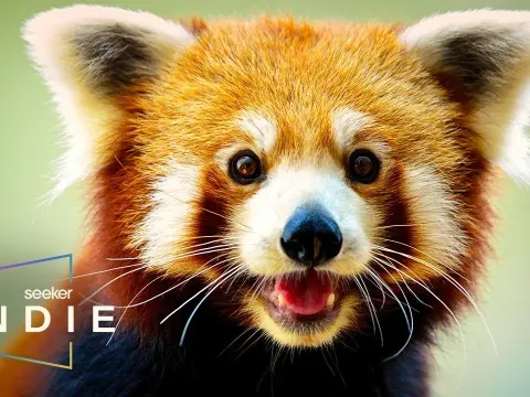 Tracking Nepal's Elusive Red Pandas: A Conservation Mission in the Himalayas