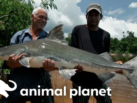 Jeremy Wade Faces Giant Black Piranha in Remote Amazon Tributary