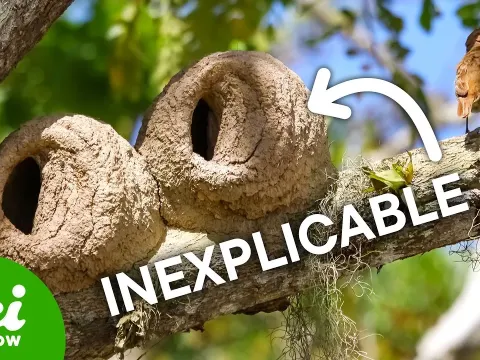 The Mystery Behind Bird Nest Diversity That Stumps Scientists
