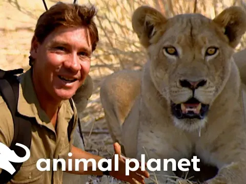 Steve Irwin Faces Africa's Deadliest Animals on Foot in the Wild Savanna