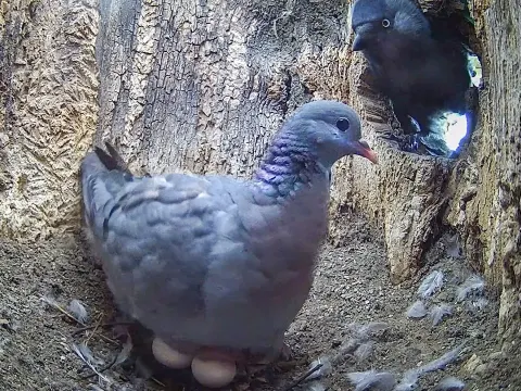 Stock Dove Risks Nesting in Kestrel Territory as Predators Close In
