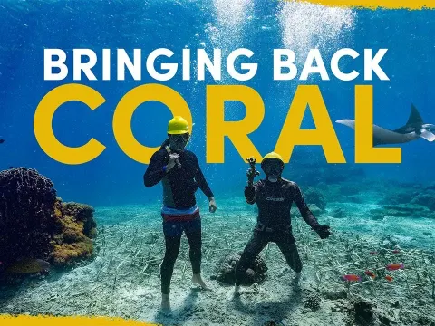 How We Are Restoring a Dying Coral Reef at Scale