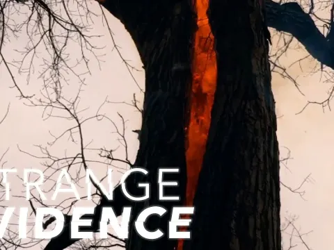 Mysterious Burning Tree Near Salem Witch Trials Site Sparks Bizarre Paranormal Theories