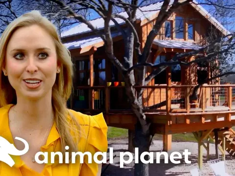 Treehouse Family and Why It Matters