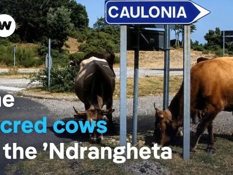 Mafia Cattle Terrorize Italian Villages as Authorities Struggle to Respond