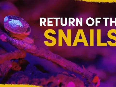 Why 1,329 Snails Were Released on a Remote Island to Save Them from Extinction