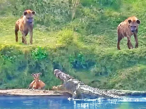Injured Impala Makes Daring River Escape from Hyenas and Crocodile