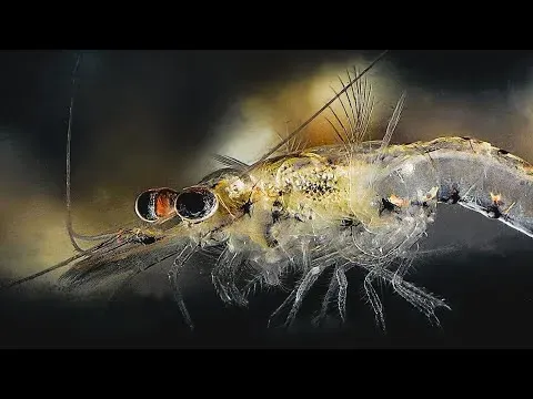 Opossum Shrimp: The Tiny Crustaceans With a Pouch and a Global Impact
