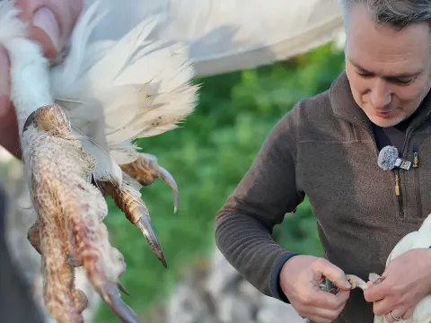 Barn Owl Rescued After Claw Gets Stuck During Courtship