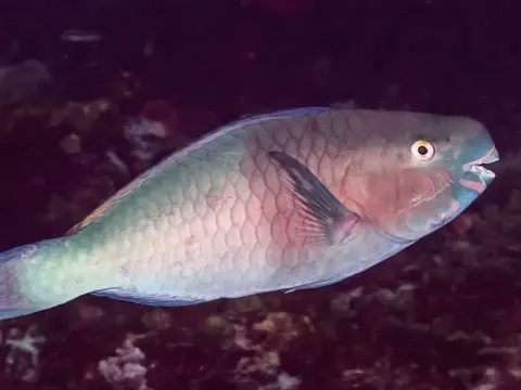 Ember Parrotfish The Colorful Reef Scraper That Shapes Coral Ecosystems