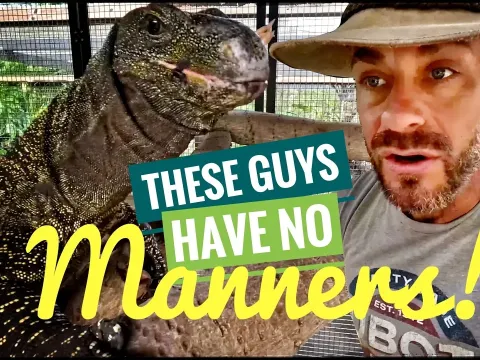 Massive Monitor Lizards Get Hungry During Feeding Frenzy