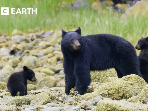 Exploring the Seven Continents: A Journey Through Earth's Most Incredible Wildlife