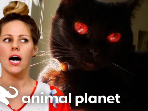 Cat Behavior Expert Tackles a Frightening Nighttime Cat Attack Problem