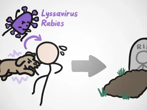 Why Rabies Is So Deadly: The Virus That Controls Its Host