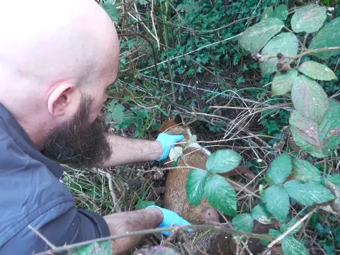Rescued Fox Mother Reunited with Cubs After Calcium Deficiency Recovery