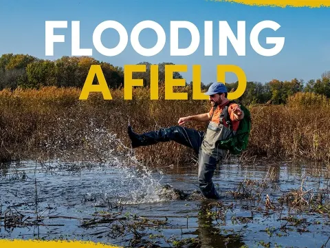 How Diverting a Dead River Created a Thriving Wetland for Wildlife