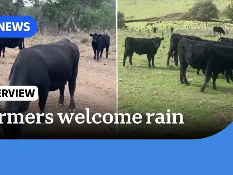 Australian Cattle Farmer Sees Desert Turn Green After 100mm of Rain
