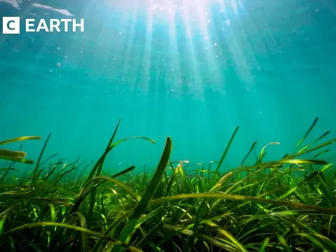Seagrass The Ocean Plant That Absorbs Ten Percent of Marine Carbon