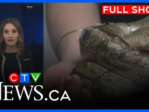 Windsor Sewer Workers Rescue a Large Ball Python