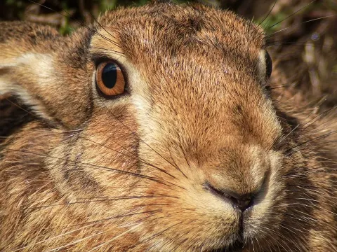 Filming Hares from a Car: Camera Equipment and Techniques for Wildlife Photography