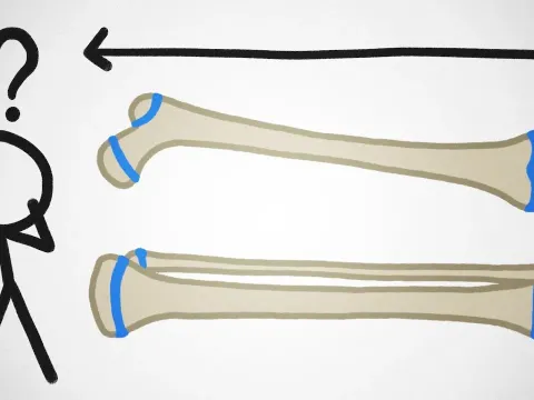 Why Human Bones Stop Growing While Other Animals Keep Growing Throughout Life