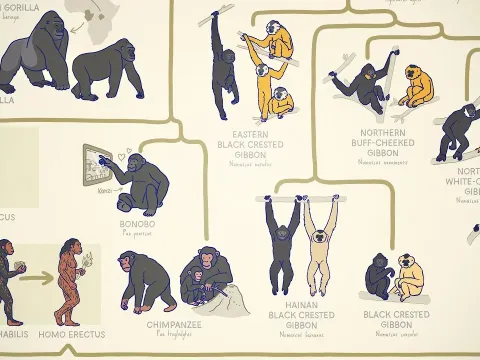 A Complete Guide to Every Ape Species and Their Evolution