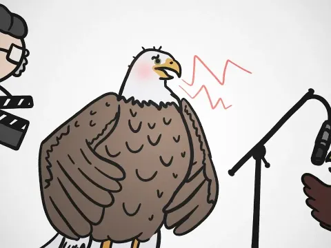 Why Movie Eagles Use a Different Bird's Call