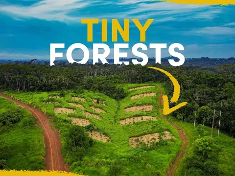 How Tree Islands Are Restoring the Amazon Rainforest