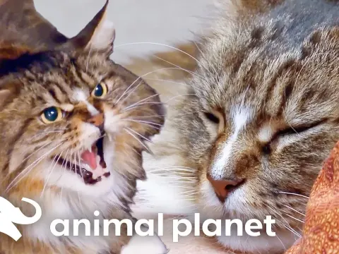 From Aggressive to Affectionate How a Violent Cat Transformed on My Cat from Hell